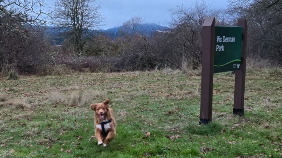 Dog running through autumn leaves at Vic Derman Park in Victoria, BC